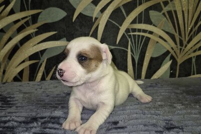 Джек рассел  терьер