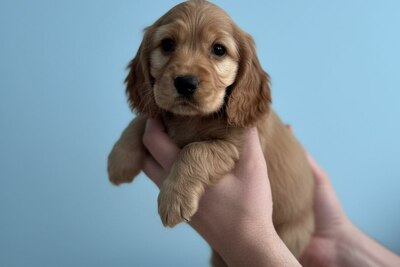 Щенок Английского Кокер спаниеля