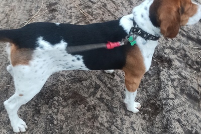 Эстонская гончая