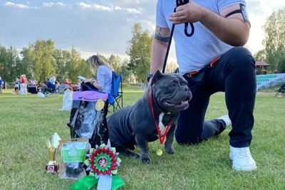 Американский булли 10.01.2024