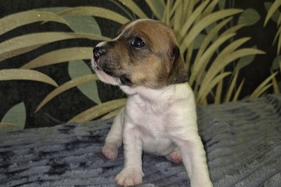 Чистокровные Щенки Джек Рассел Терьер недорого