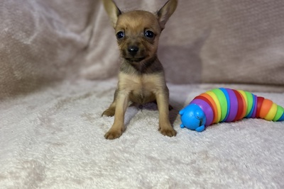 Щенки тойтерьер