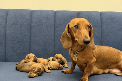 Щенки таксы