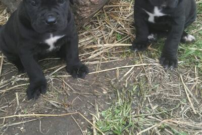 щенки кане корсо