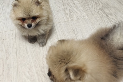 Щенки померанского шпица