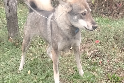 Продам суку ЗСЛ от ПЧ по лосю