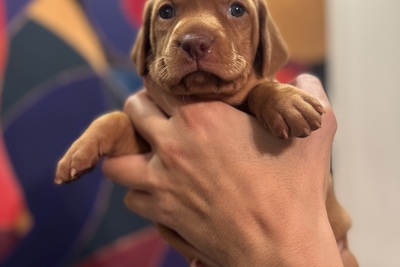 Щенки выжлы 02.11.25