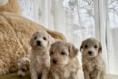 Мальтипу (мальчики,девочки)