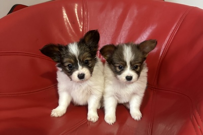 Папийоны от Чемпионов