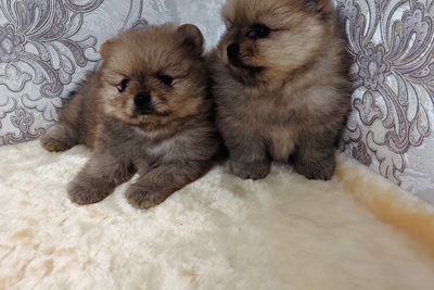 Щенки померанского шпица.