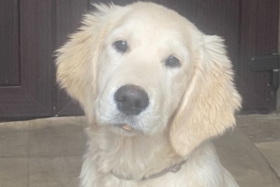 Щенки голден ретривера