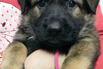 Щенок немецкой овчарки