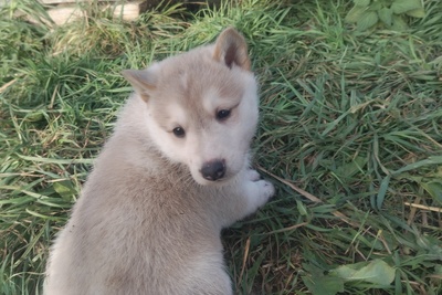 Продам щенков ЗСЛ от ПЧ по лосю