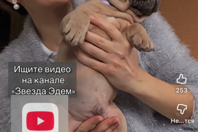 Французский бульдог мальчик