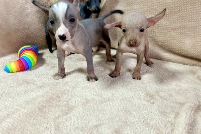 Щенки Ксолоитцкуинтли голой мексиканской собаки