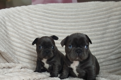 Мальчики французский бульдог.