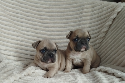 Щенки французский бульдог