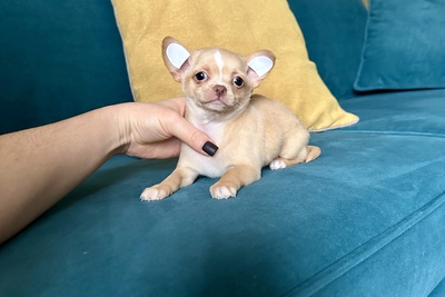 Девочка чихуахуа