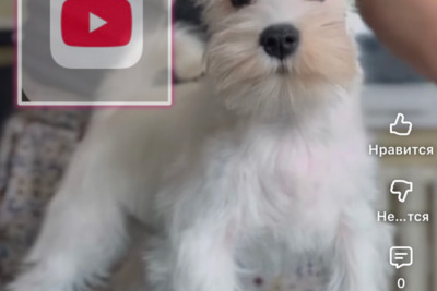 Щенок цвергшнауцер девочка