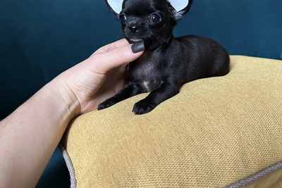 Мини девочка чихуахуа