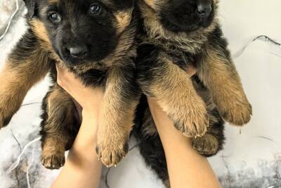 Щенки немецкой овчарки