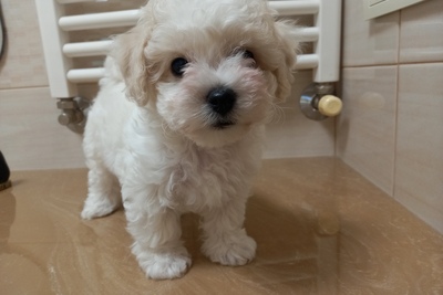 Бишон Физе ( французская болонка) щенки 8 недель.