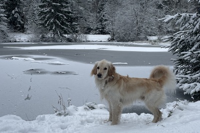 Сбежала собака