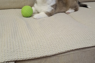 Девочка корги