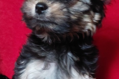 Щенок йоркширского терьера