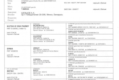 Щенки русско-европейской лайки