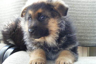 Немецкой овчарки щенки