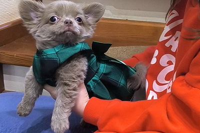 Чихуахуа лиловая девочка.Небольшого размера.разнообразие разных щенков