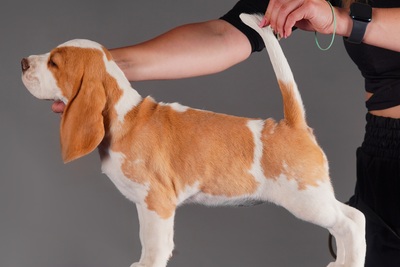 Щенок бигль, девочка, привита, родословная