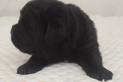 Щенки ньюфауленда