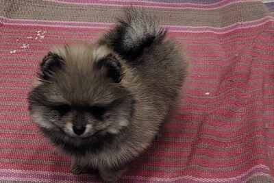 Девочка померанского шпица