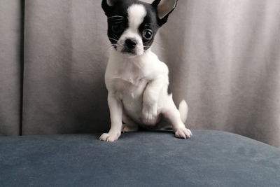 Девочка Чихуахуа