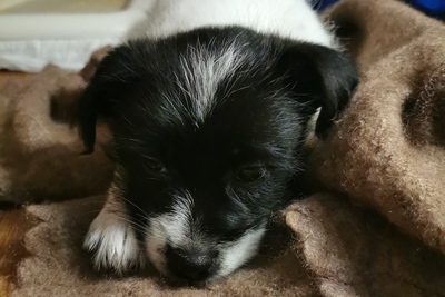 Отдам в добрые руки