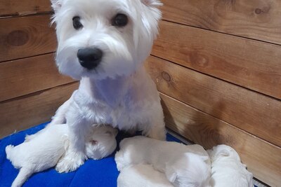 Щенки Вест Хайленд Уайт Терьер