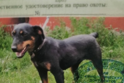 Рабочий кобель,работает по всему