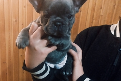 Красивые малыши французский бульдог