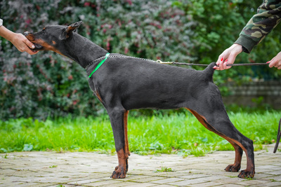 Добермана щенок, сука 10 мес