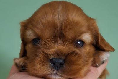 Кавалер кинг чарльз спаниель мальчик