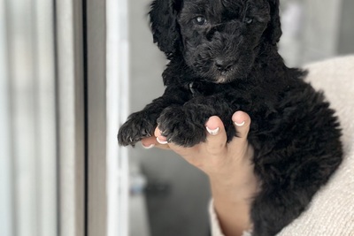 Мальтипу мальчик