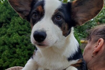 Шикарный красавчик вельш корги кардиган