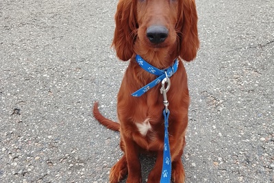 Мальчик ирландского сеттера