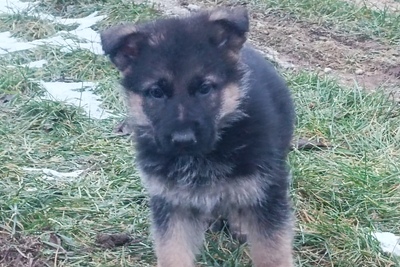 Немецкой овчарки щенки