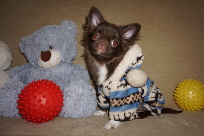 Девочка чихуахуа такая милаха,3.5 мес