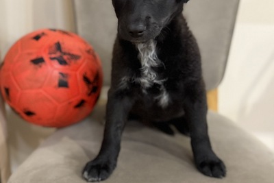 Щенок в дар