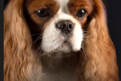 Кавалер кинг чарльз спаниель ВЯЗКА