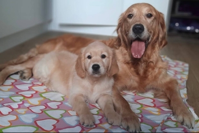 Щенки золотистого ретривера